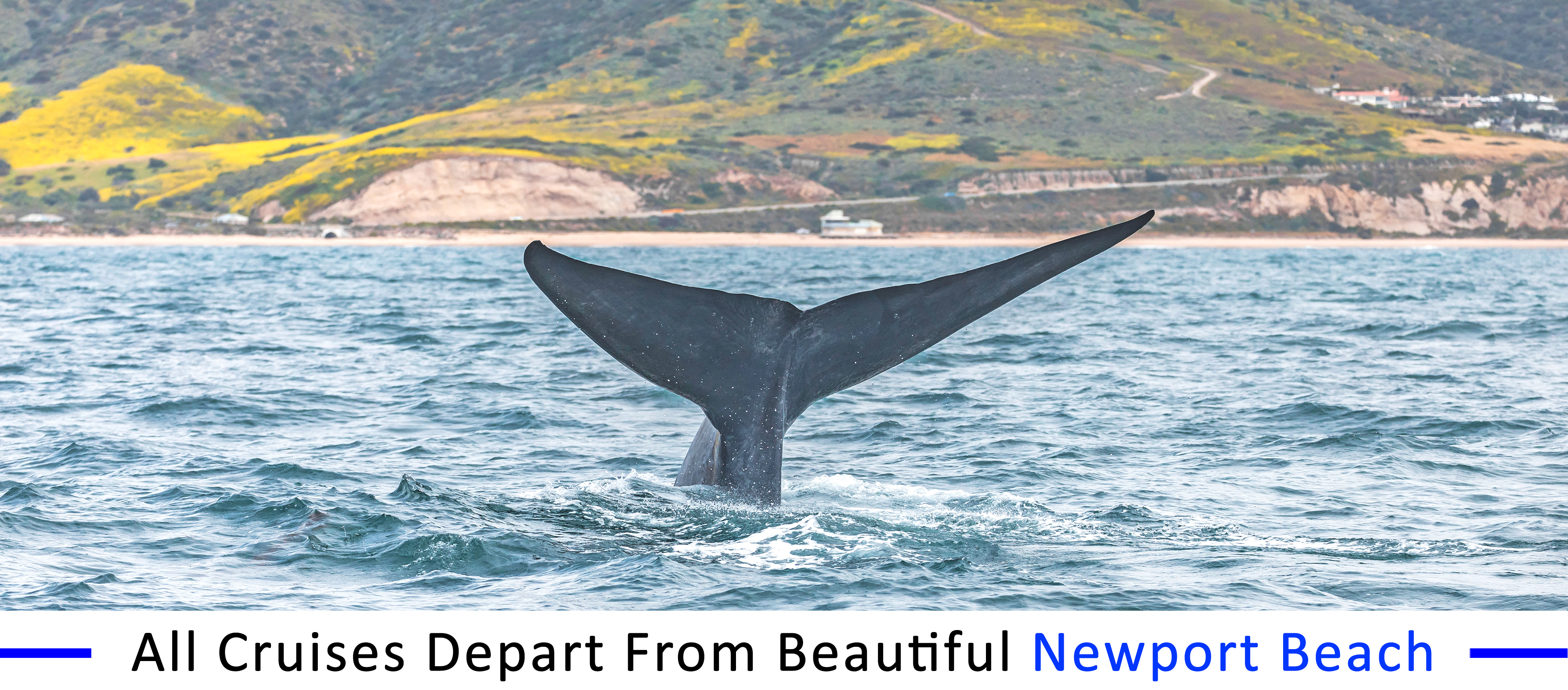 whale-watching-Huntington-beach-group-pricing